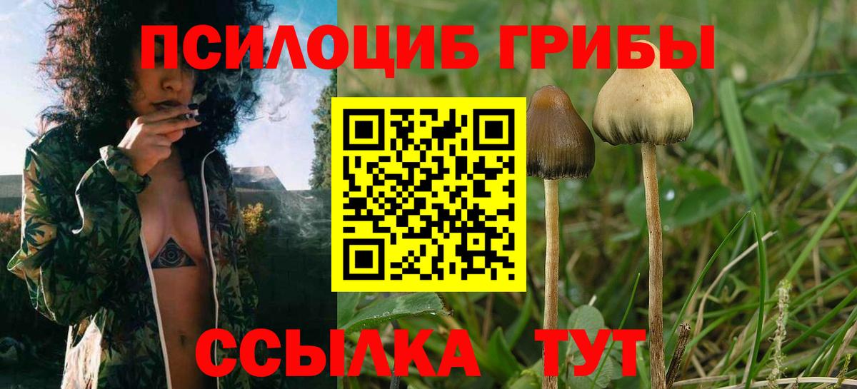 Галлюциногенные грибы Psilocybe Нефтекамск